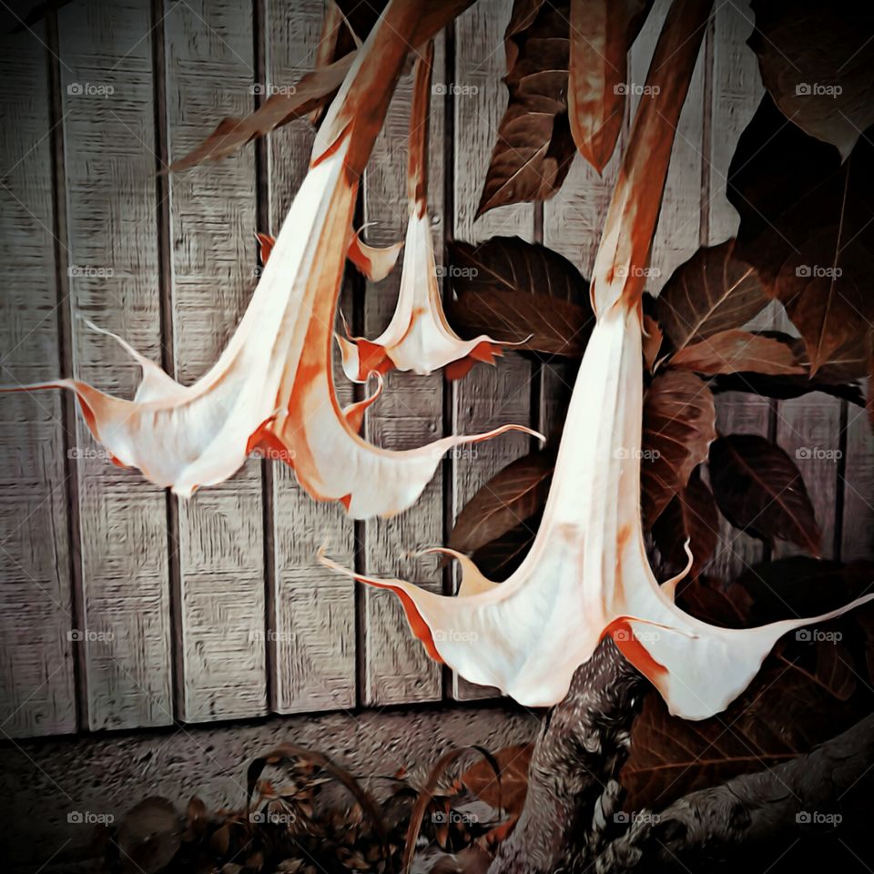 Datura - Angels Trumpets Blossom's
