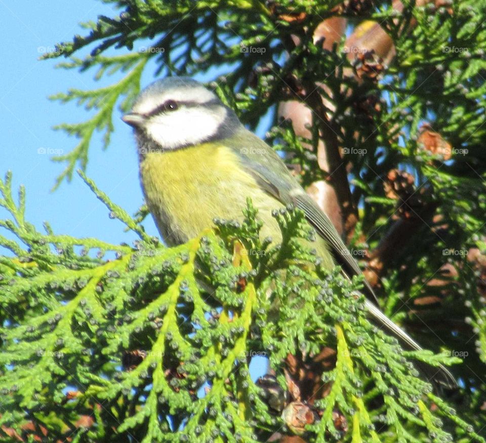 Blue Tit perched in a conifer tree with blue sky in background
