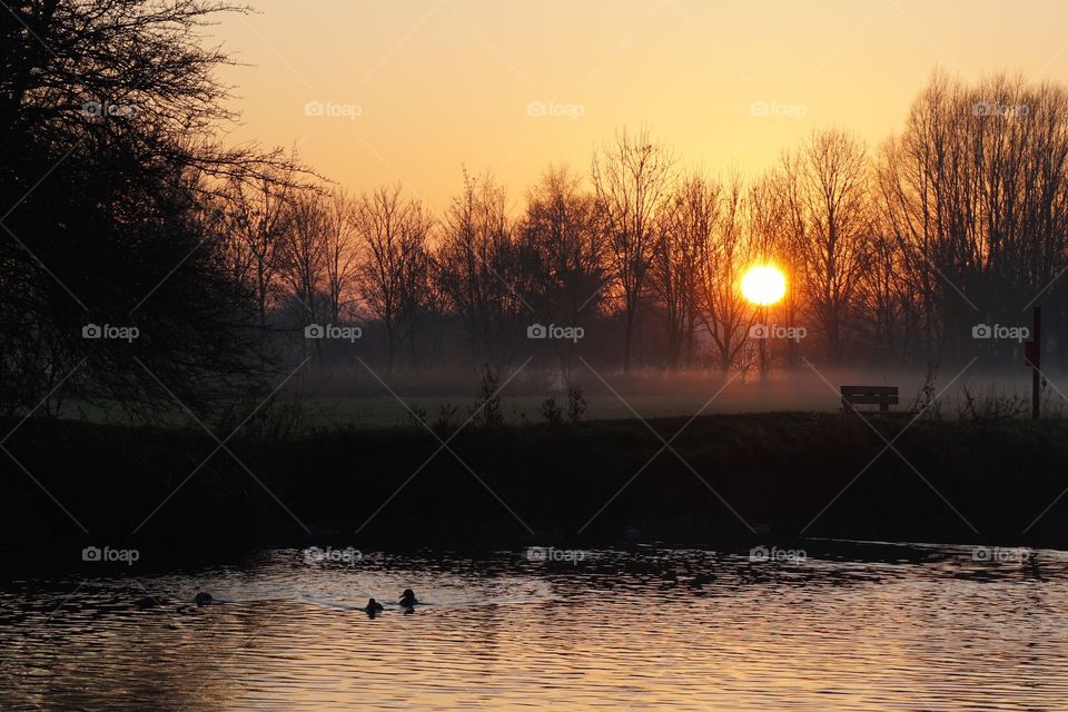 Silhouetted bare trees at park during sunrise