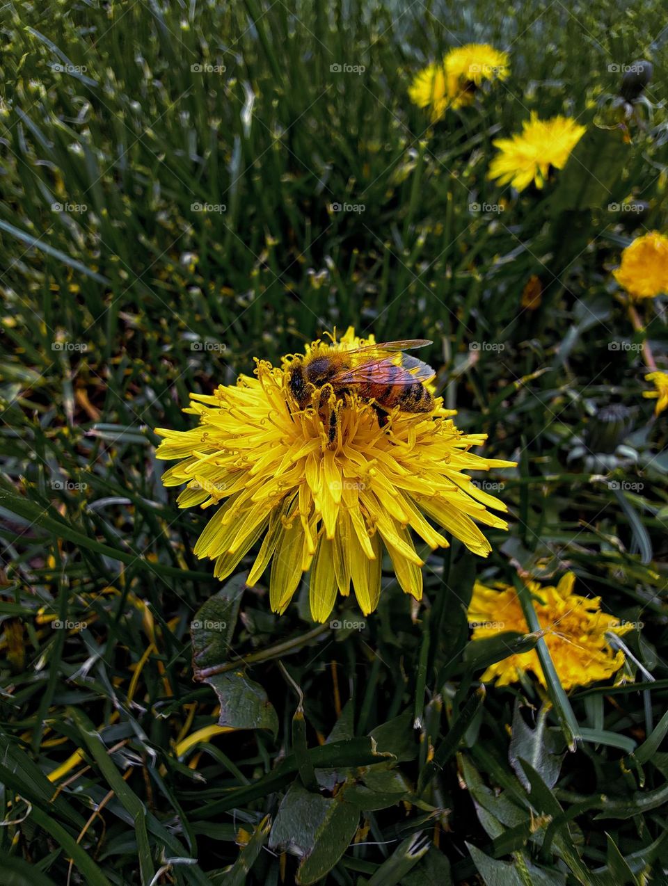 Honey bee sitting on a yellow spring flower.