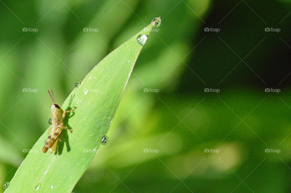 Leaf, No Person, Rain, Insect, Nature