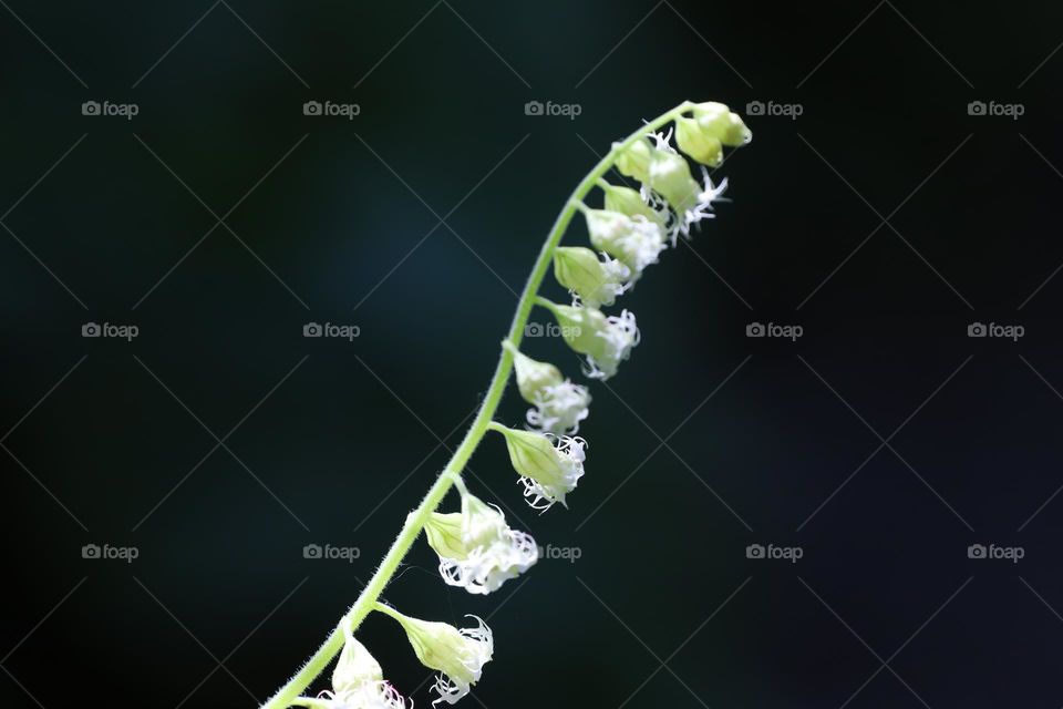 Wildflowers zoomed 