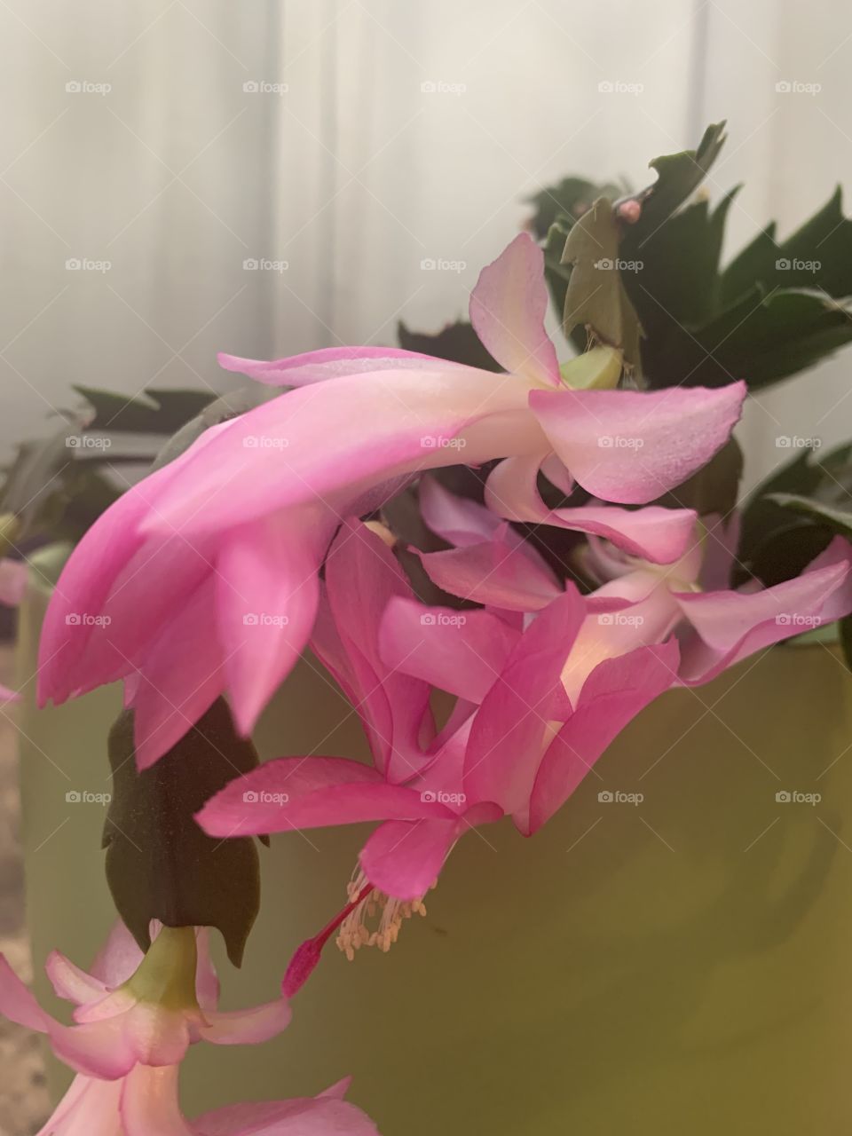 Thanksgiving cactus 