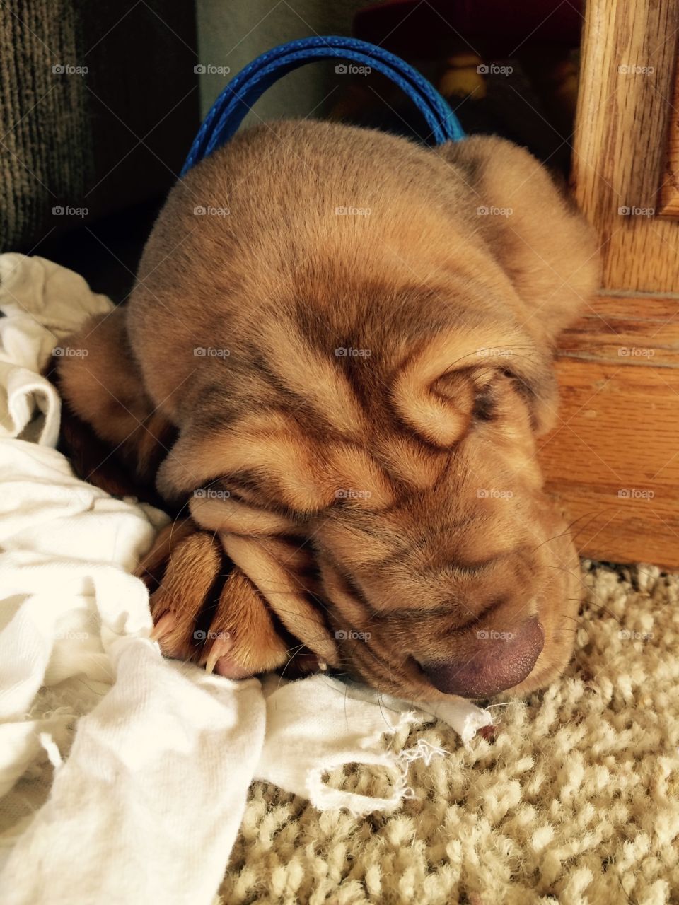 Ruff life. Sleeping bloodhound puppy