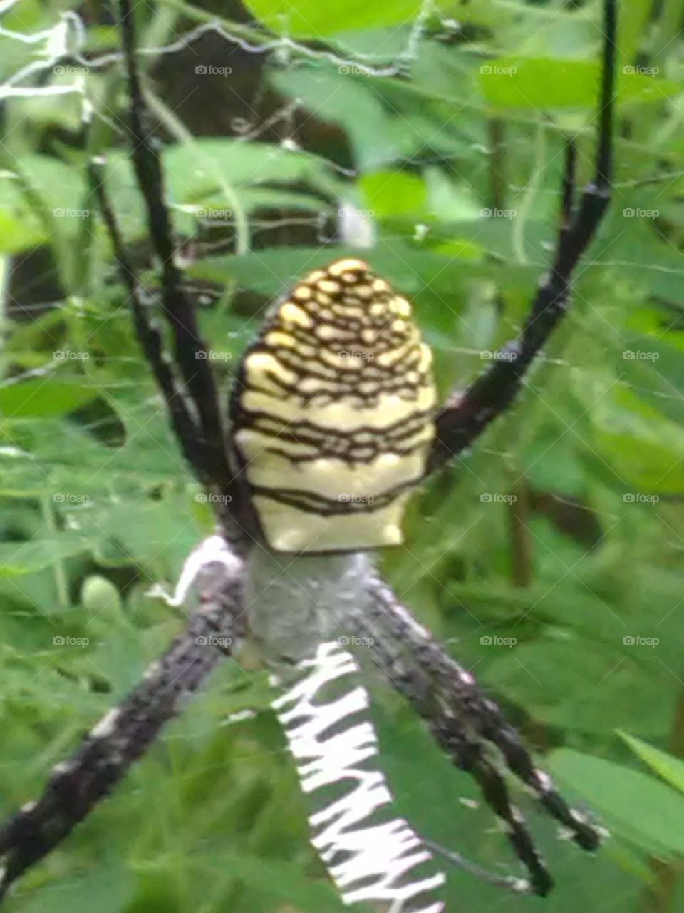 This spider creates a trap for itself and lives in it, and if a worm fades in it then it becomes its food.