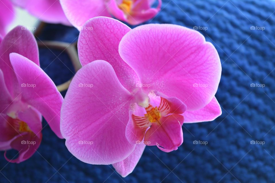 orchid