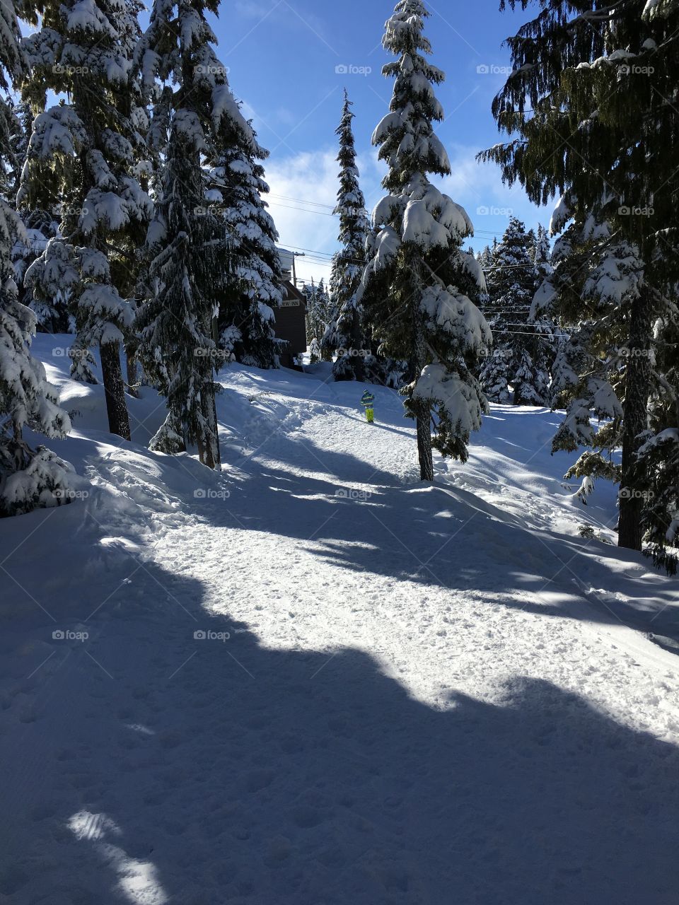 View of winter trees and snow at day