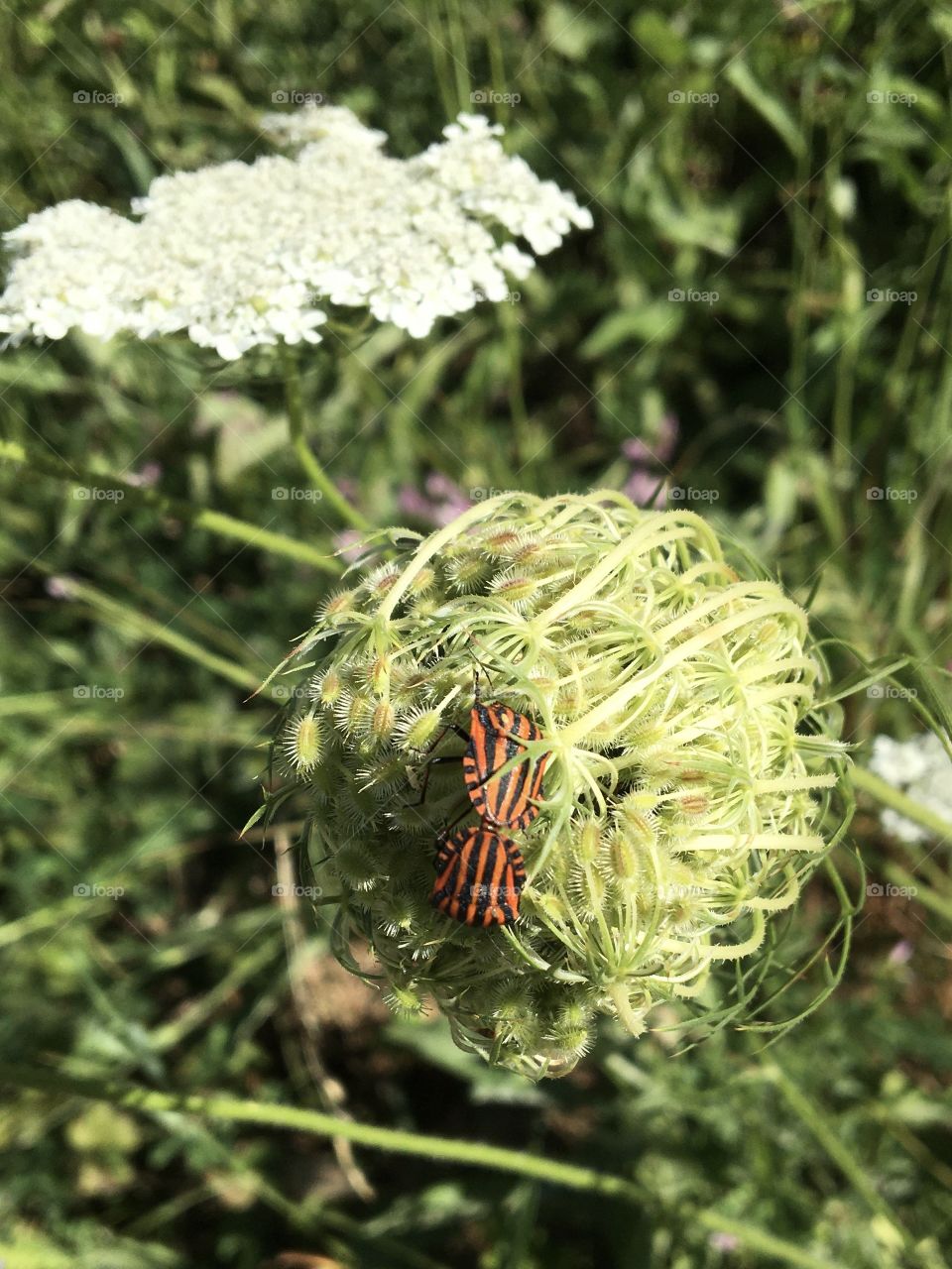 Harmony between insects and flowers bud