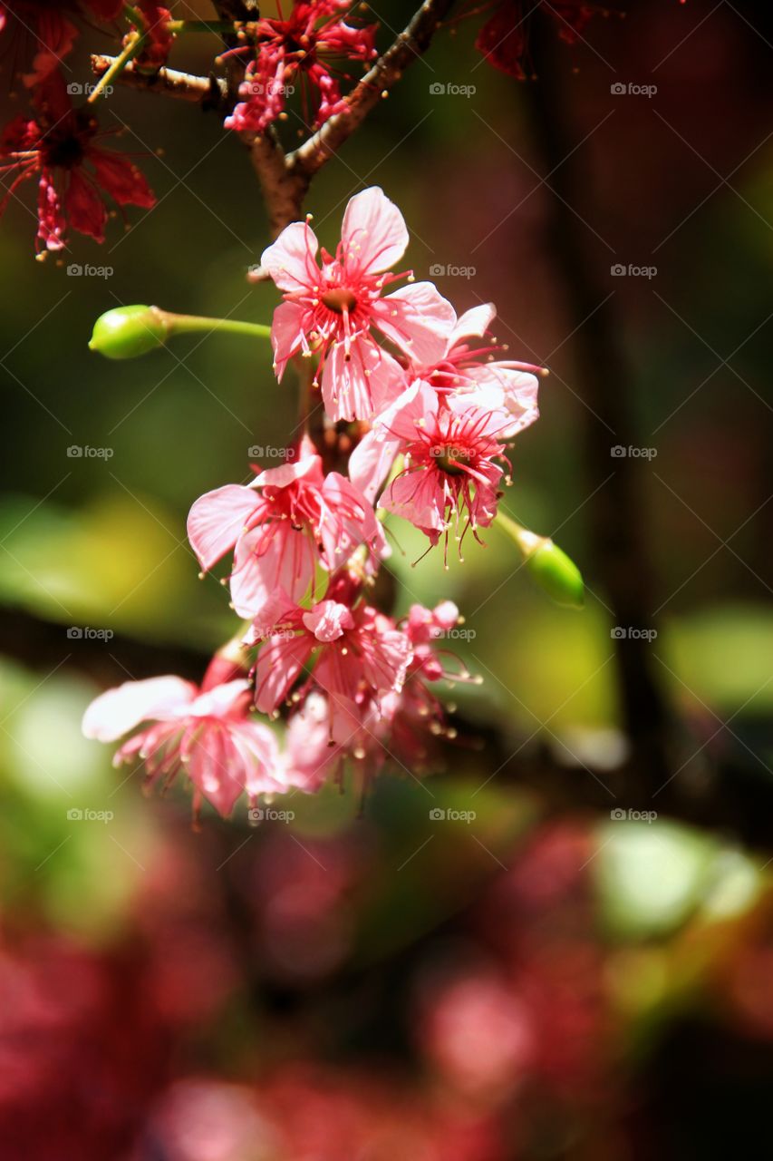 Flowers are blooming beautifully and refreshing.  The trees provide shade and balance nature. Flowers and plants.