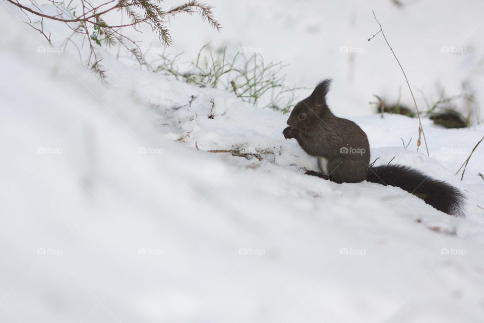 Squirrel eating a nut in snow