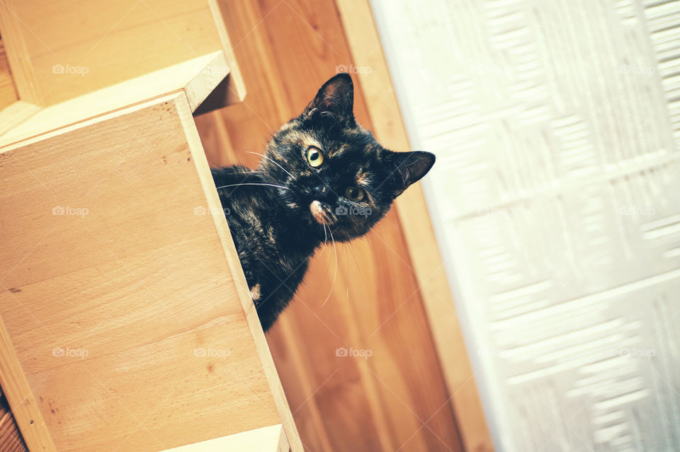 The domestic cat sits on the top of the stairs and looks down at the owner