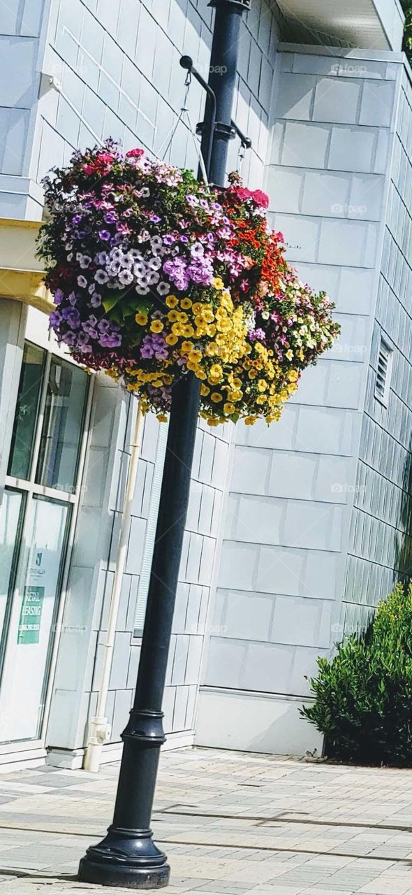 flower basket on the pole .
Simple beauty