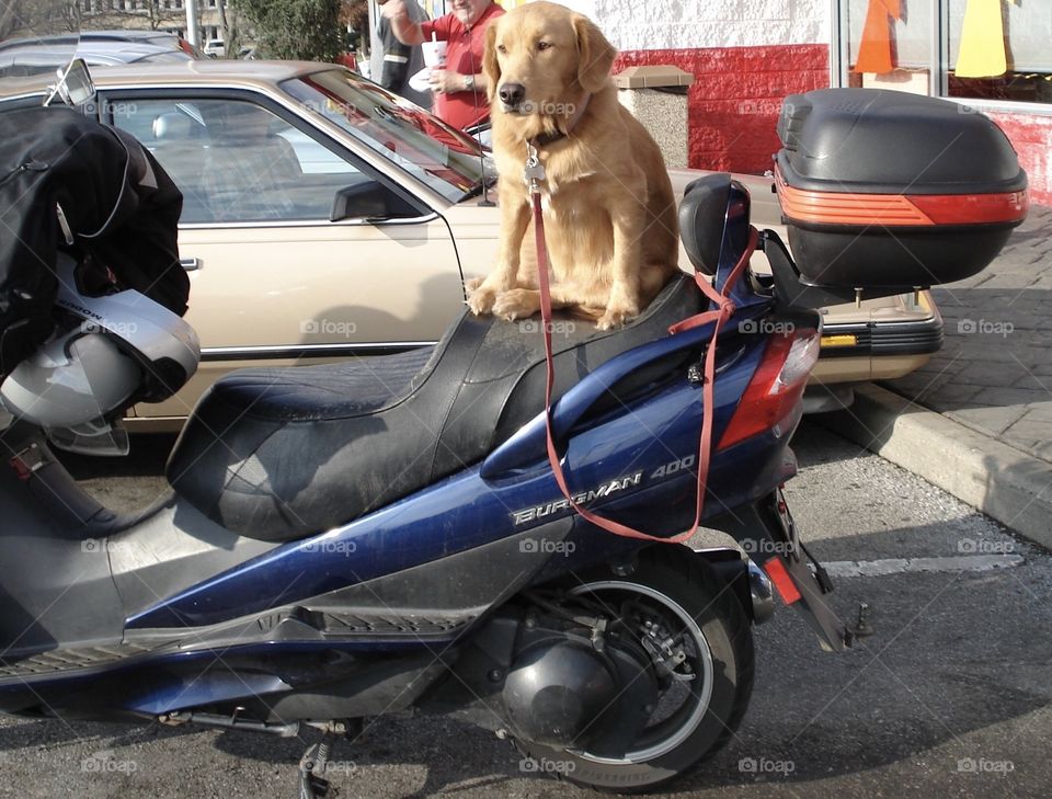 Dog riding on a motorcycle 