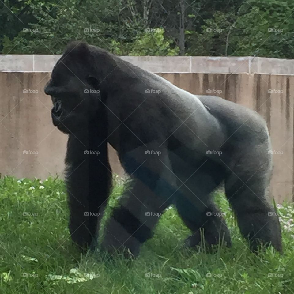 Gorilla