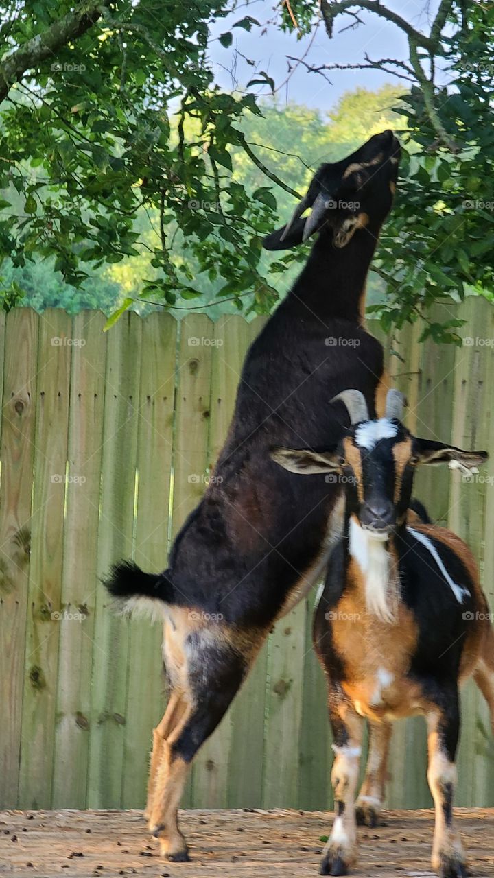 goats eating  tree
