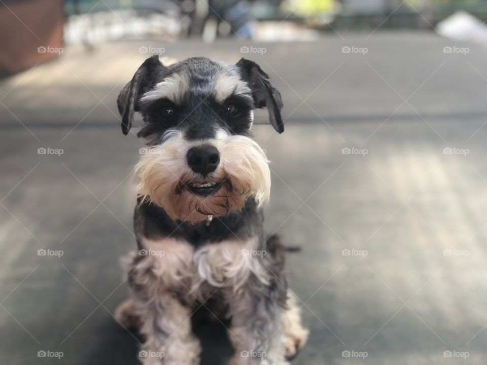 Schnauzer day out