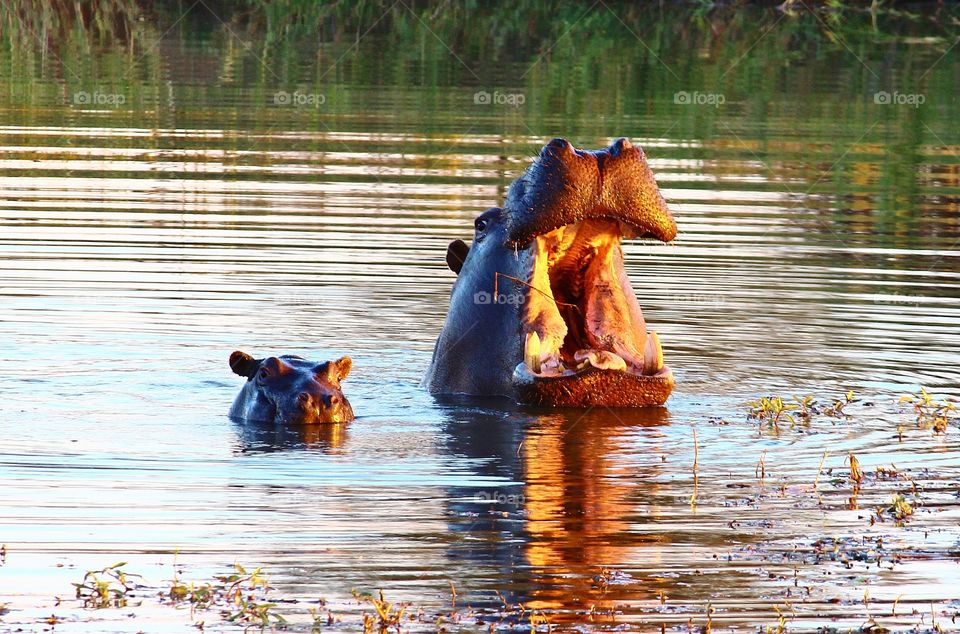 mother and calf hippopotamus