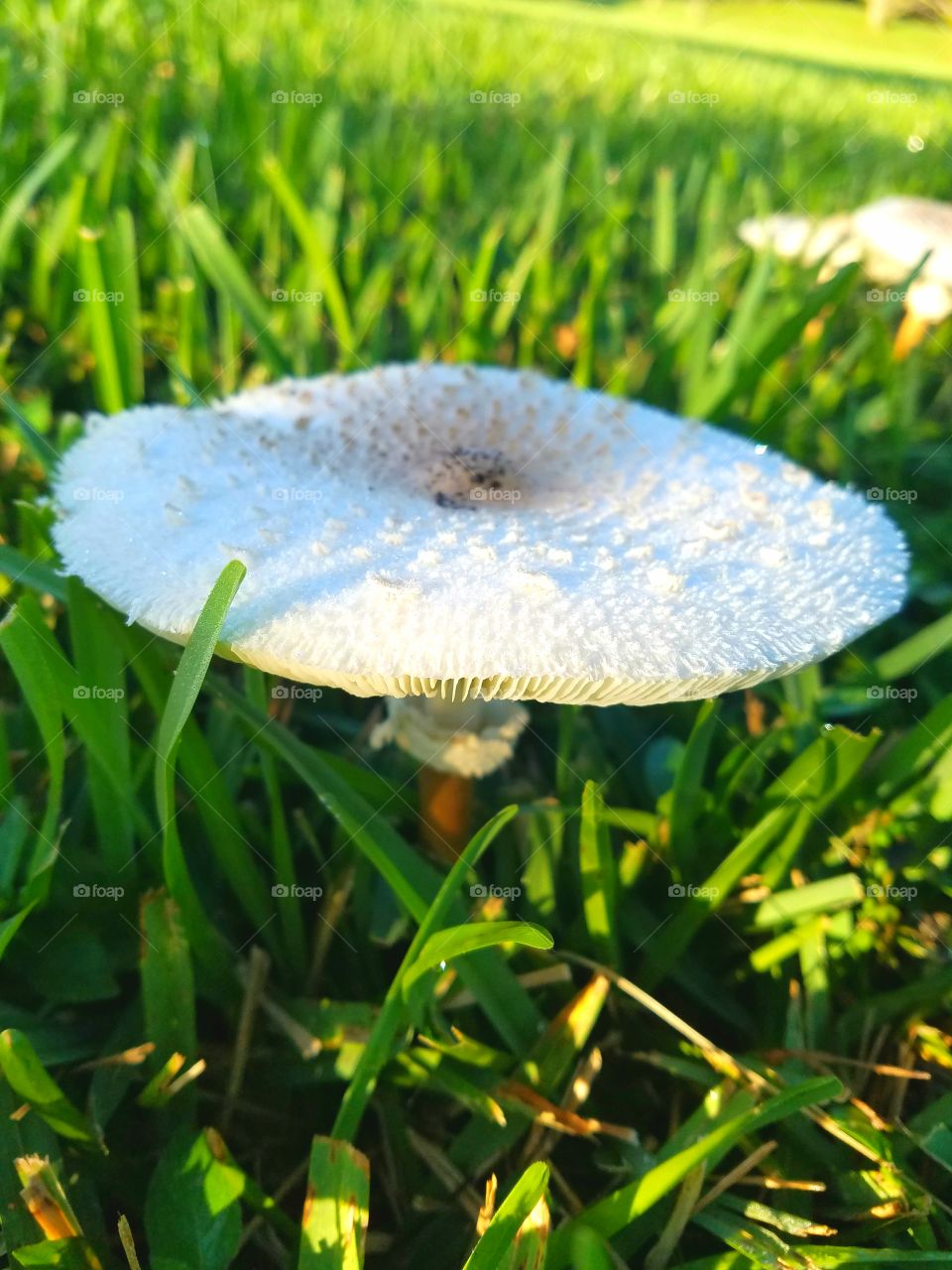 mushroom