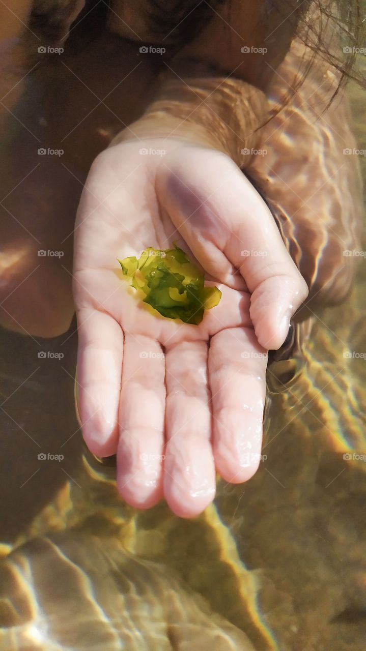 lung of the world, seaweed.