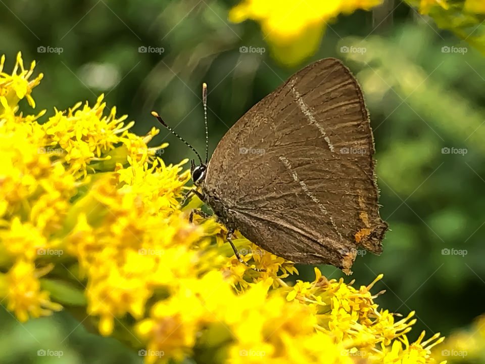 Ulmen - Zipfelfalter