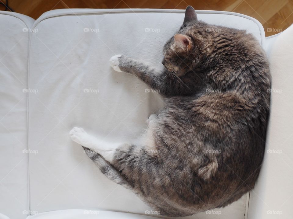 Kitten laying on the couch 