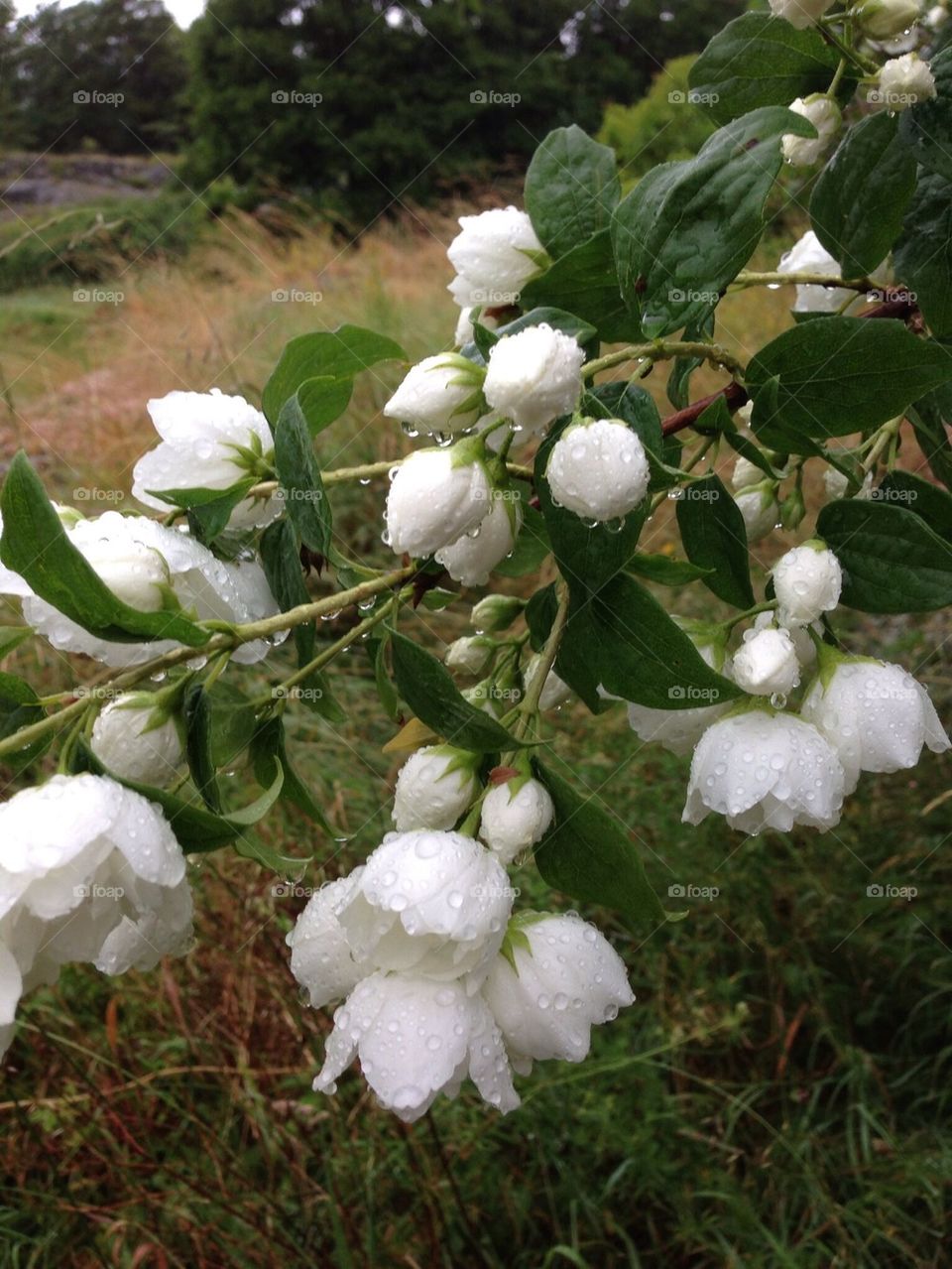 sweden flower summer bush by anetteaventyr