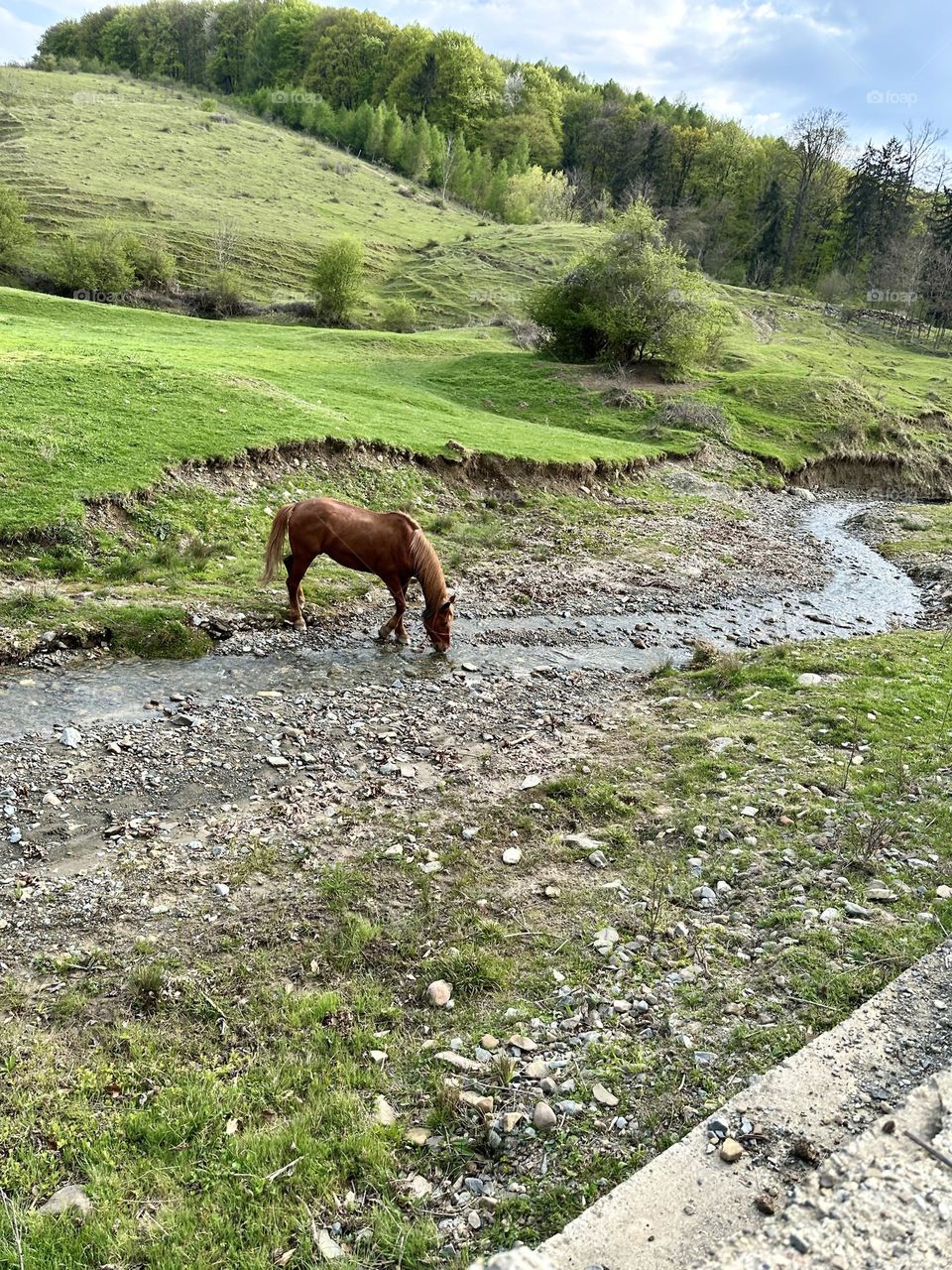 Brown horse drinking water from forest river