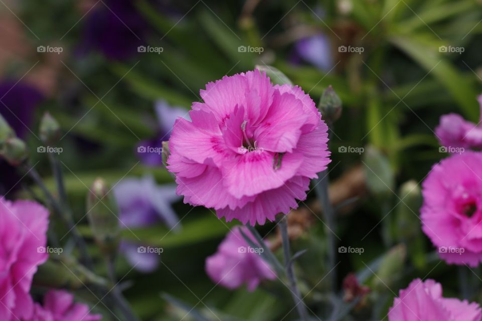 Pink flower