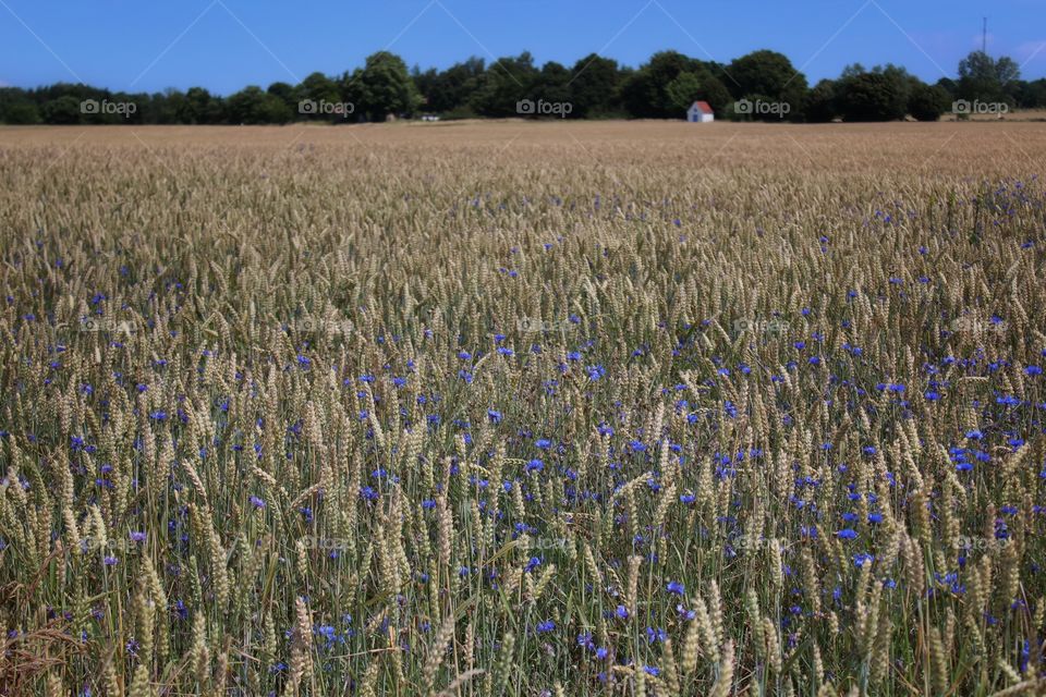 Wheat field with cornflowers