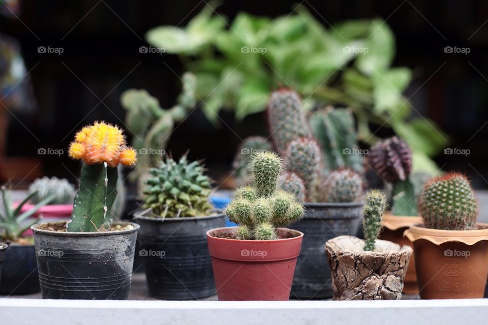 Cute little plants on a window shelf