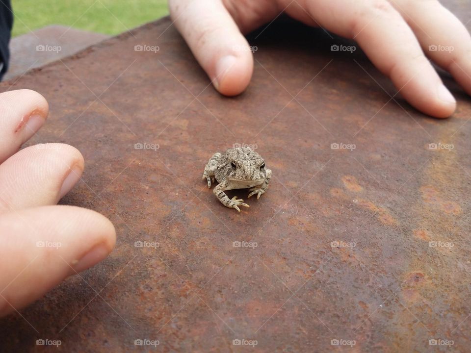 Small Toad with Man's Hands