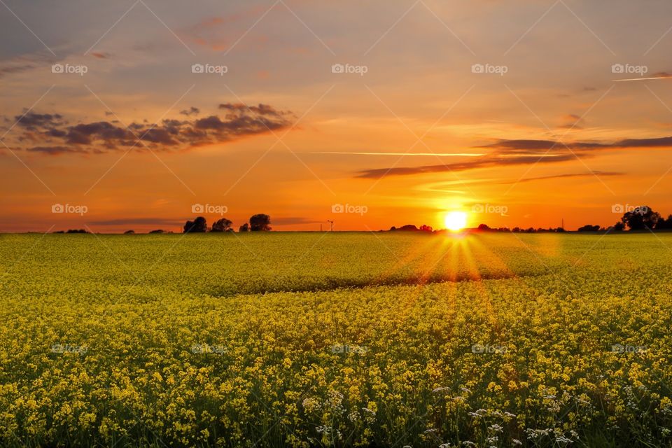 Rapefield Sunset 