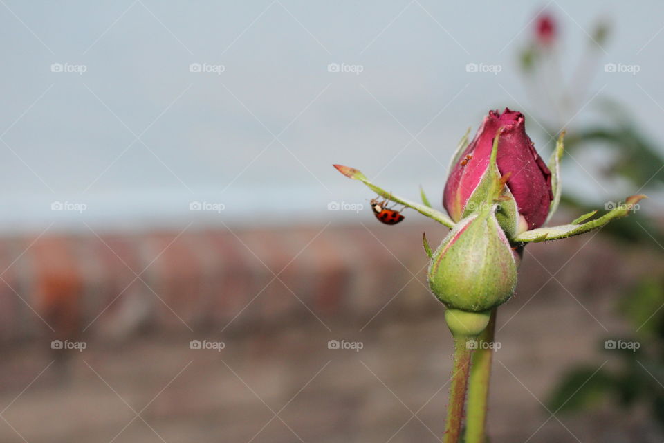 Lady Bird on a rosebud