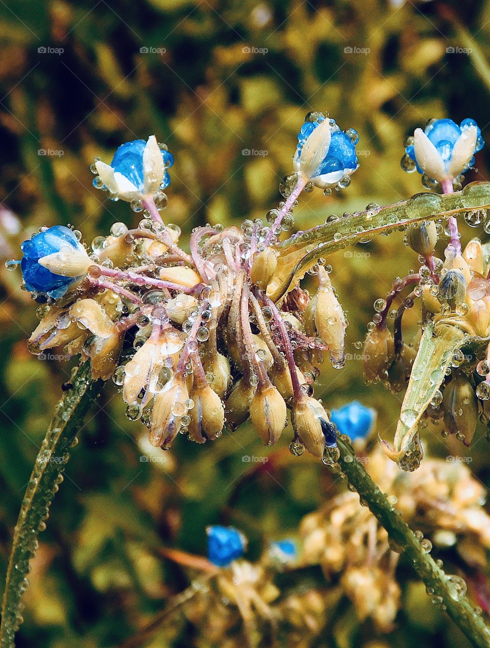 
A soft focus of a beautiful blue flower and blossom, covered from top to stem with raindrops