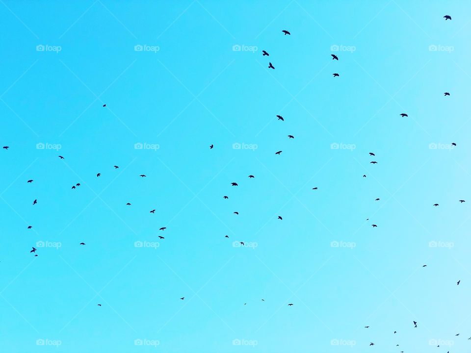 Lots of crows in the sky, birds flying overhead, scary flock of birds, creepy crows flying n the sky, black crows in the sky, large amount of crows in one area 