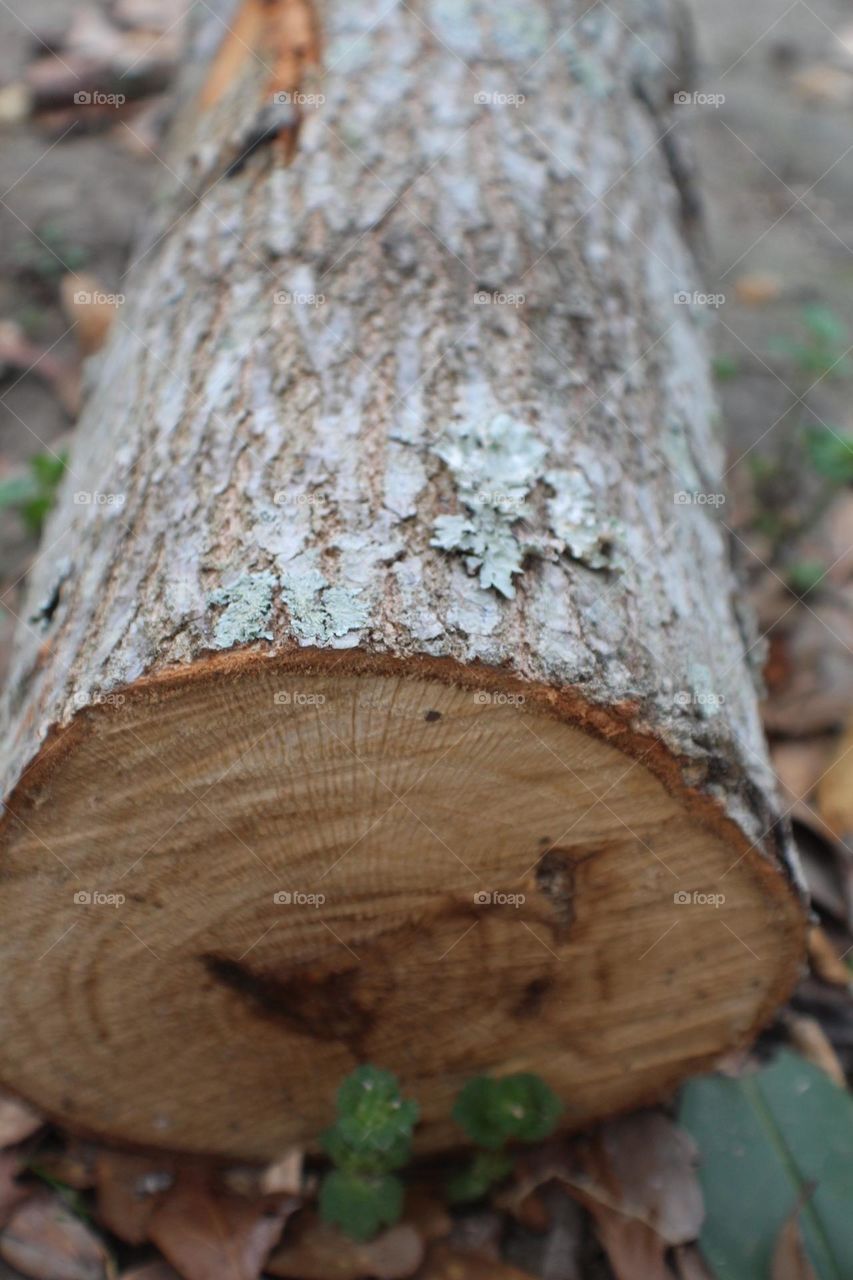 A log rests on the ground, cut down revealing its circular outer ring and the circles within marking its age.