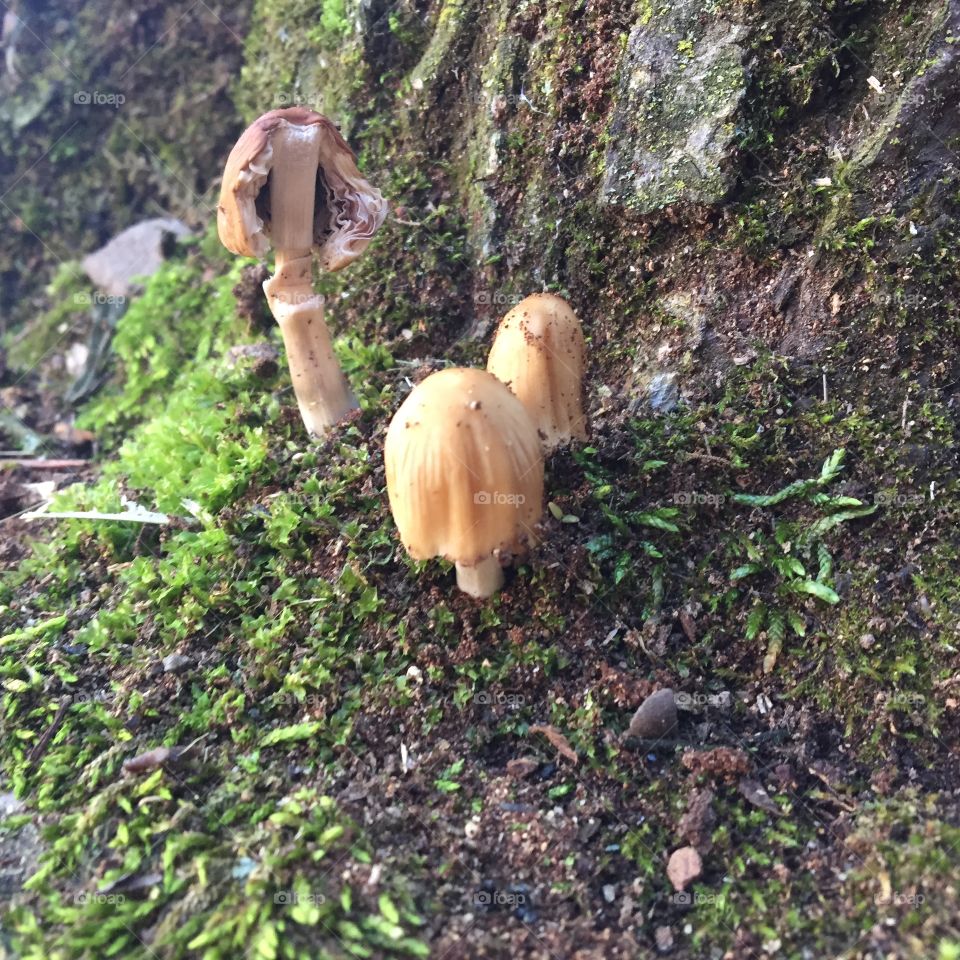 Mushroom Trio