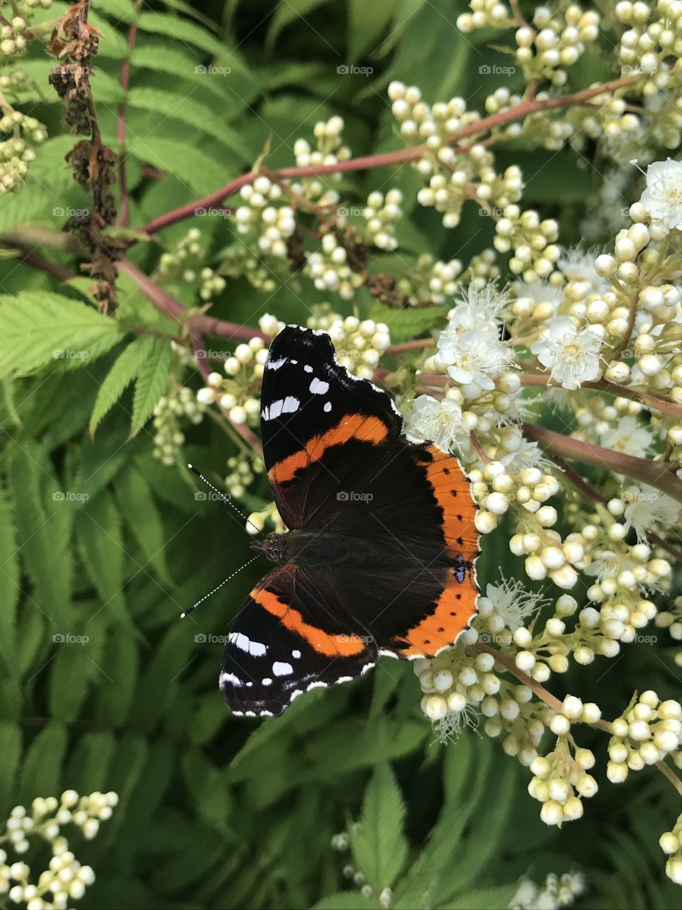 Beautiful closeup of a butterfly
