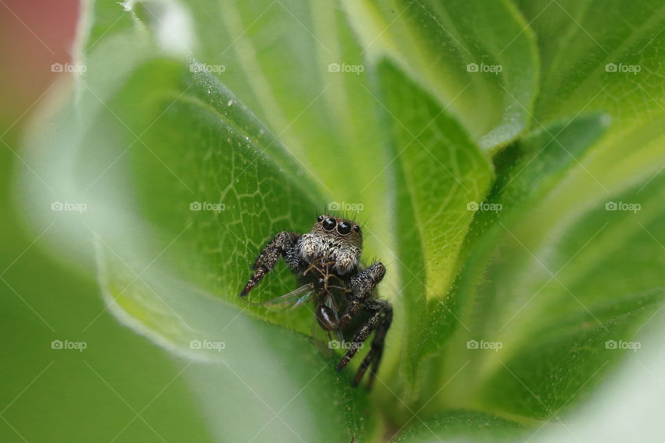 Stunning Salti - a small jumping spider with a fly it caught peers out from a world of green leaves