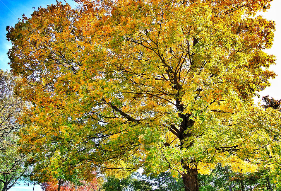 yellow pretty tree orange by brockwillis