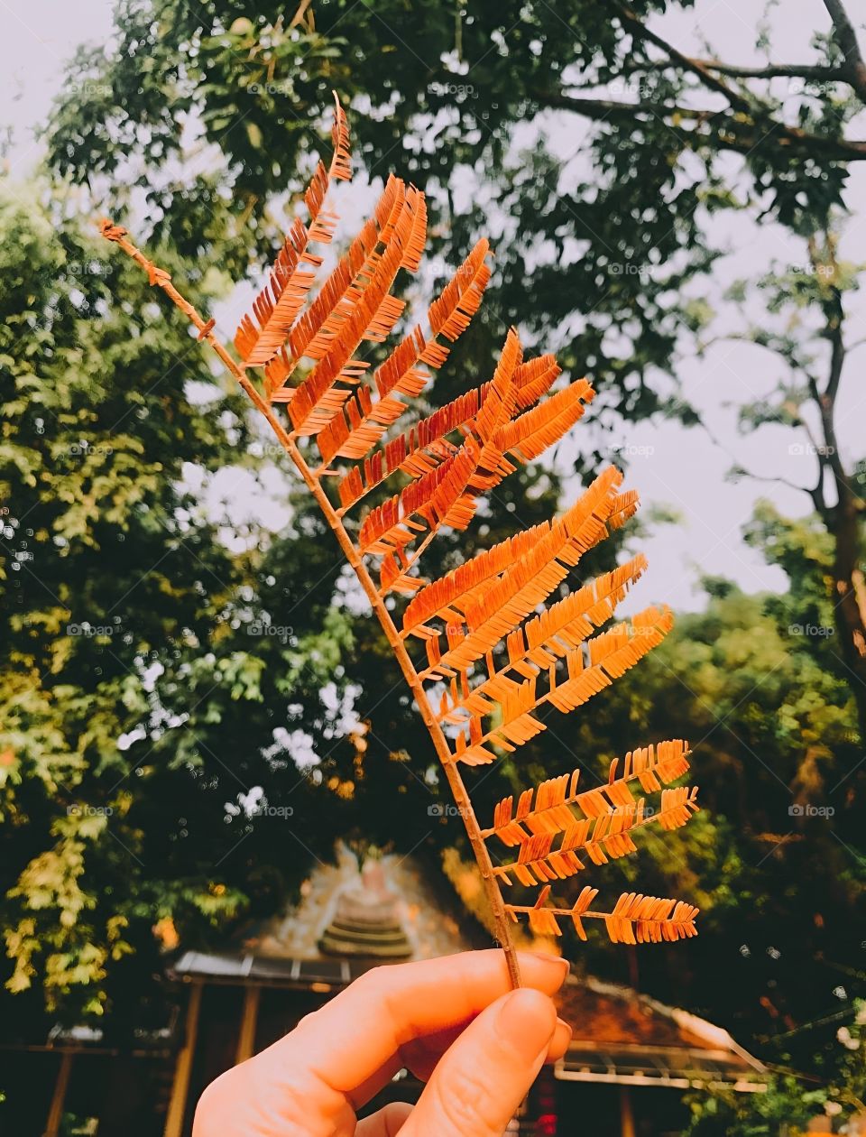juse a red leaf with a good light