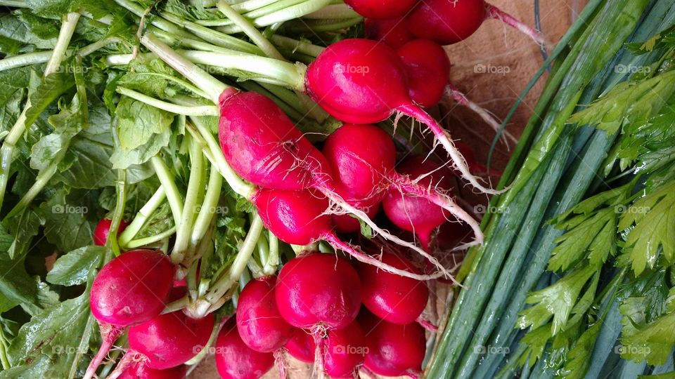 Rabanete, folhas de raízes/frutos. Legumes.