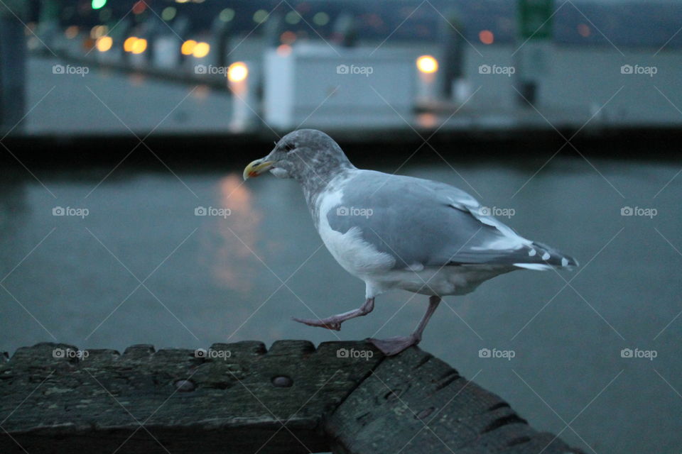 seagull