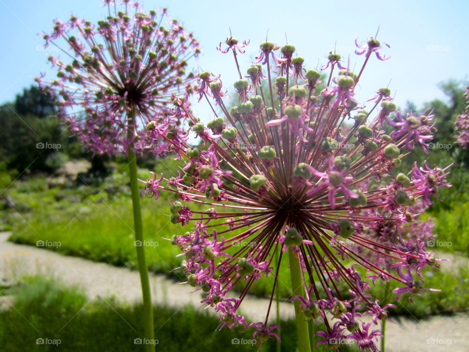 Cool flowers