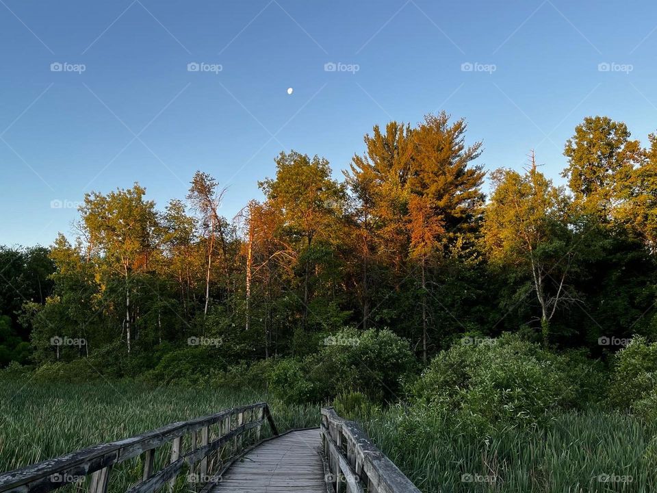 Boardwalk into the woods at sunrise with moon