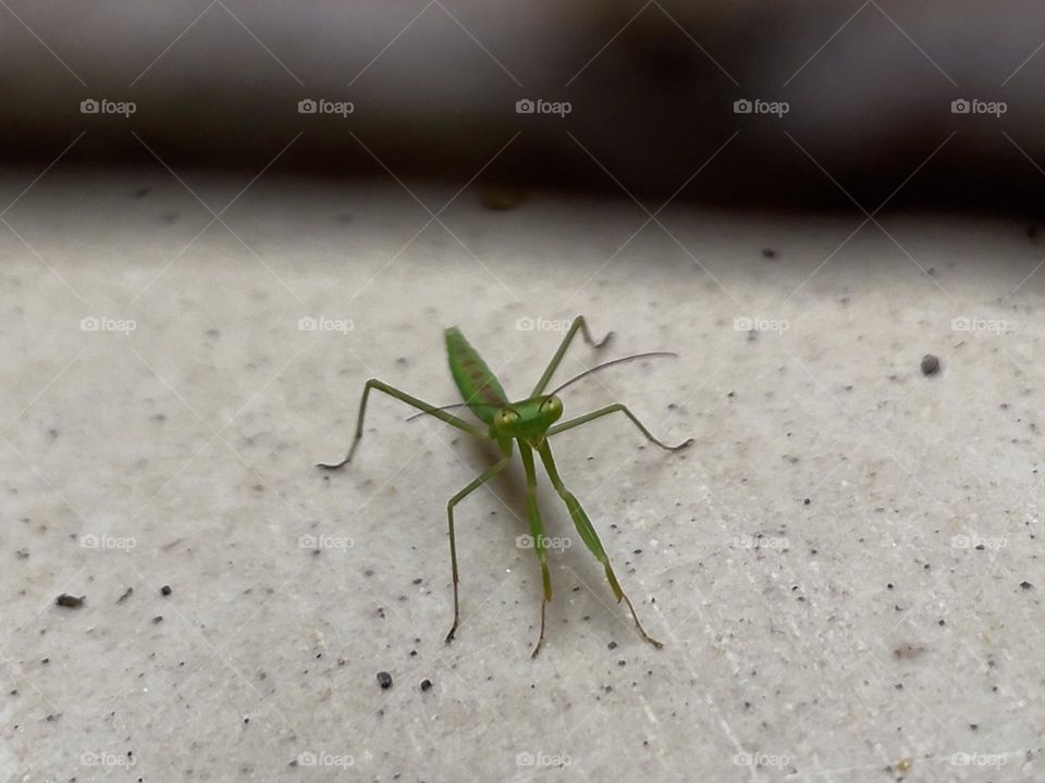 Praying mantis 