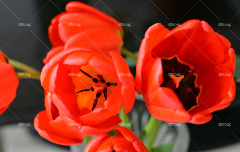 No Person, Flower, Nature, Tulip, Leaf