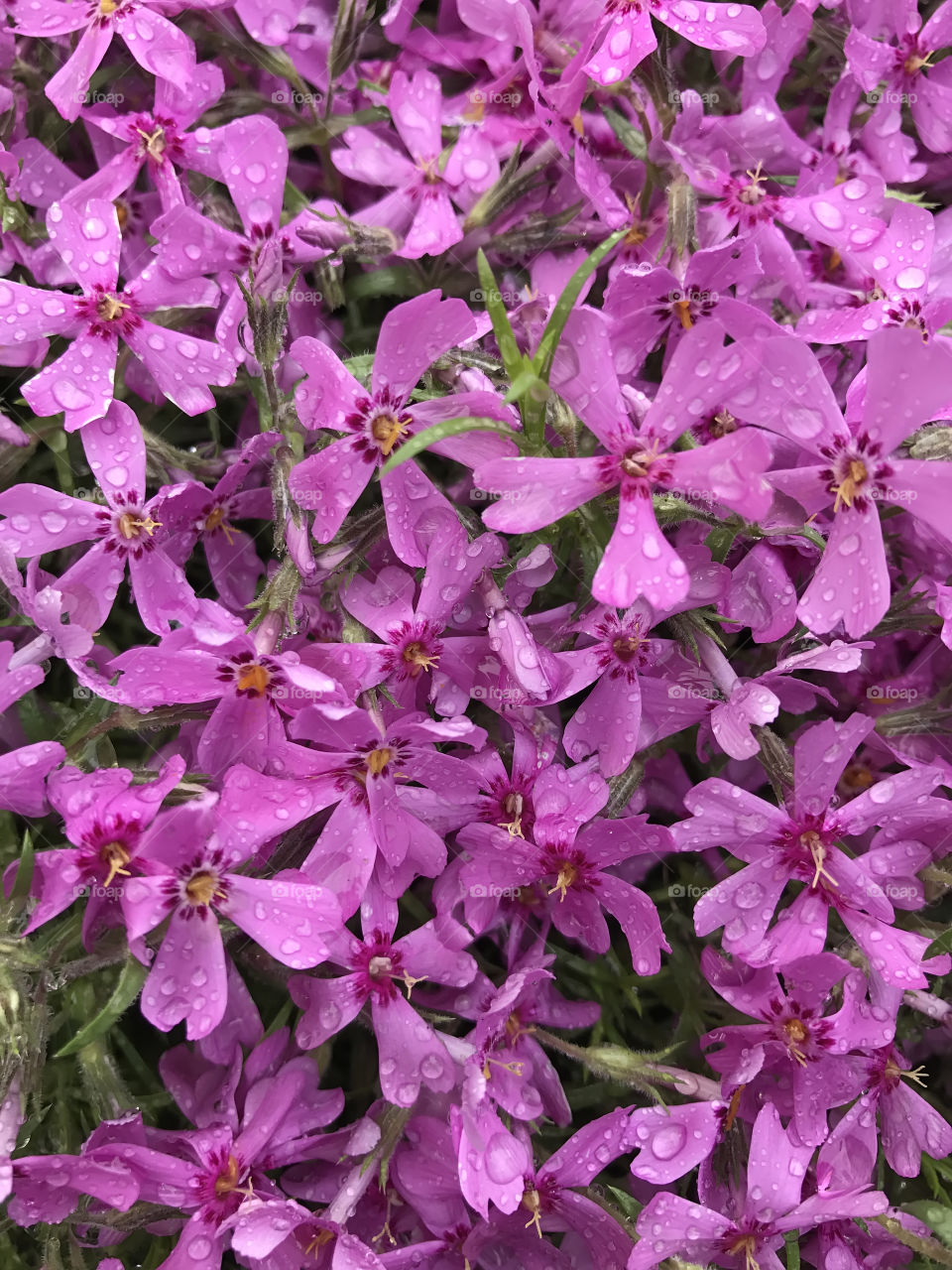 Purple flowers 