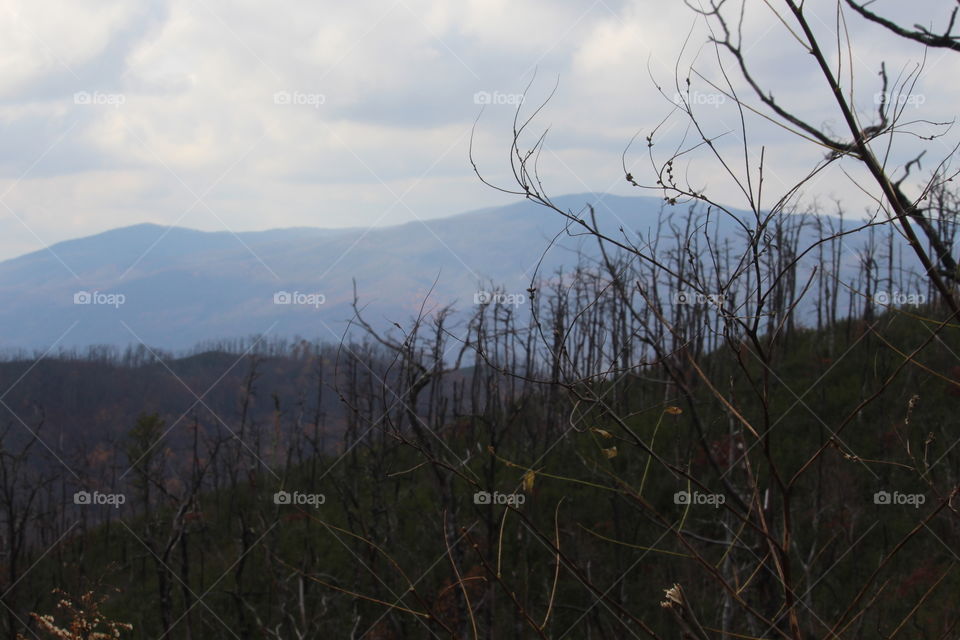 Great Smoky Mountains