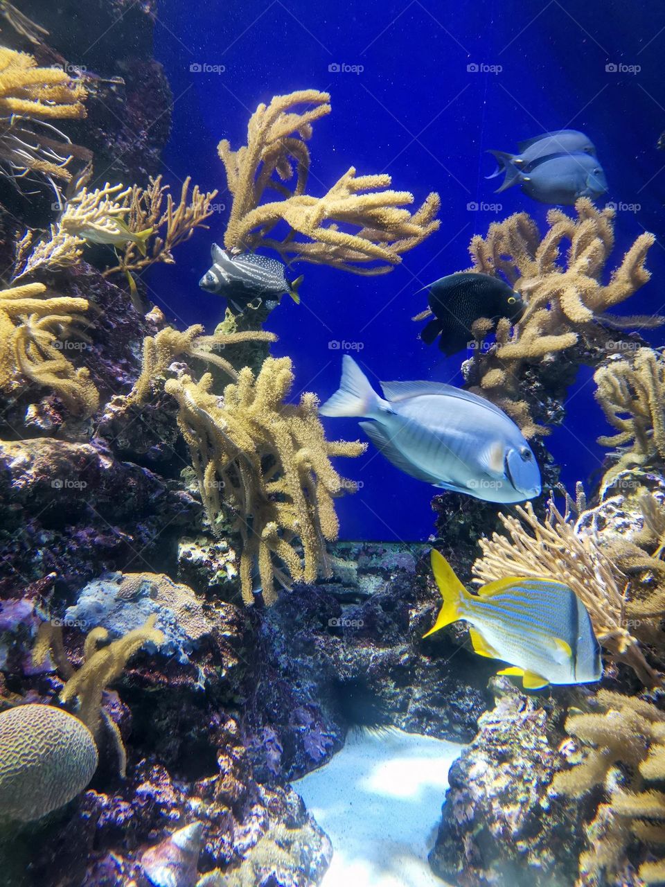 Baby blue colour. Aquarium and blue fish.